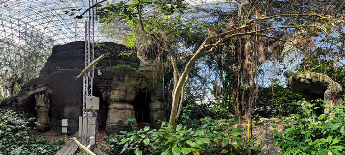 Panorama of the Rain Forest 