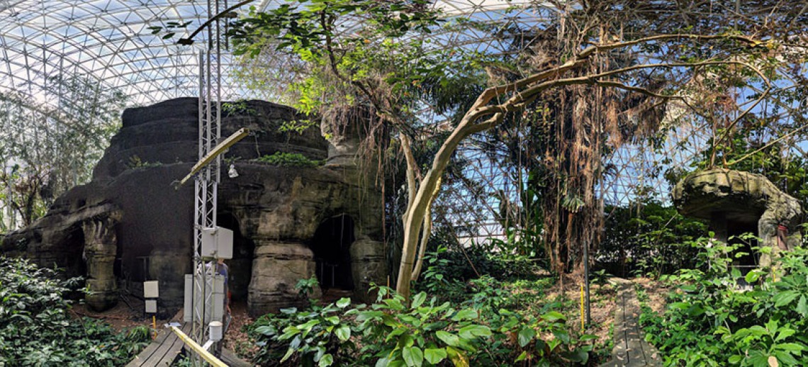 Panorama of the Rain Forest 