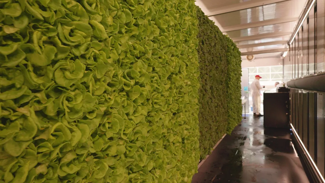 Butter lettuce Freight Farms first harvest