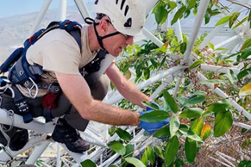 Person in Rain Forest canopy 